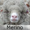 Merino wol